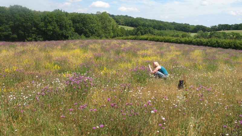 Details About Wild Flower Seed