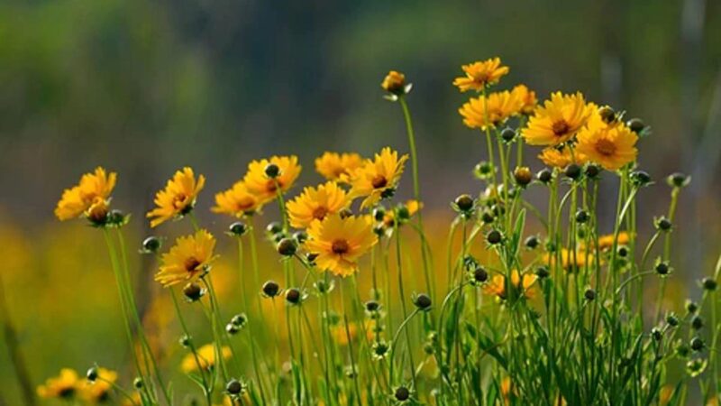 A Few Facts About Wild Flowers