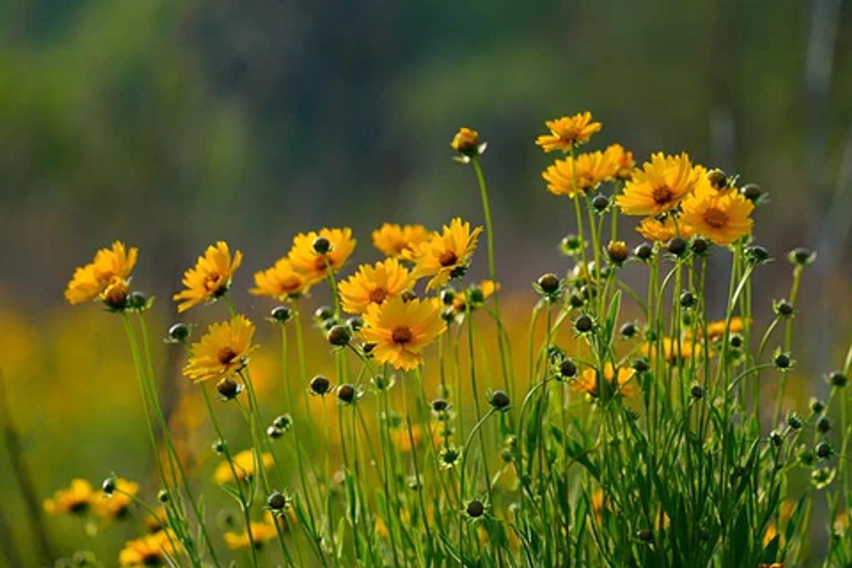 A Few Facts About Wild Flowers