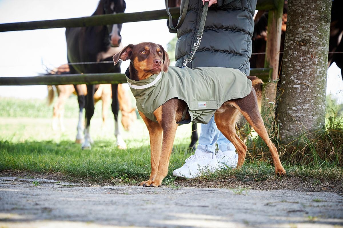 Deeper Look On Dachshund Coats