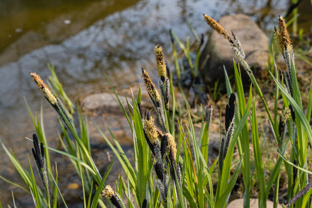 Complete Analysis On Best Sedge Seeds